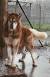 Full Grown Red Alaskan Malamute