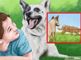 Blue heeler puppies red heeler puppies male heeler puppies female heeler puppies australian cattle dog. 4 Ways To Care For An Australian Cattle Dog Wikihow