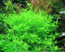 Image result for Elatine