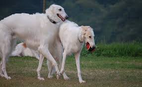 If you're looking for a big dog that is certainly going to make an impression on just about everyone he or she meets, then you're definitely going to want to take a closer look at the borzoi dog breed. Borzoi Dog Breed
