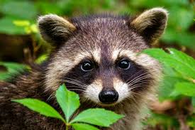 Raccoon looking up