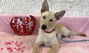 A look back at the 2019 san jose giants season, including standout individual performers, notes, statistics, top. These San Jose Based Puppies Are Up For Adoption And In Need Of A Good