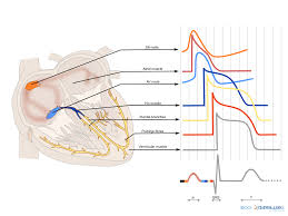 Interpret Ekgs Strips Like A Boss Ekg Interpretation For