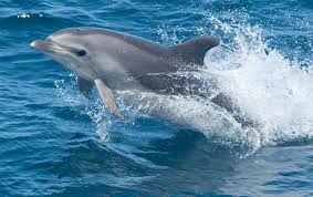 50 million years ago as land animals. Common Bottlenose Dolphin