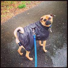 Pin On I Love My Dog