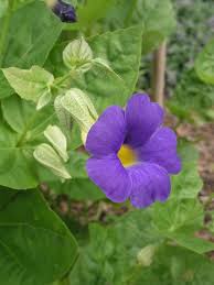 Image result for Thunbergia battiscombei