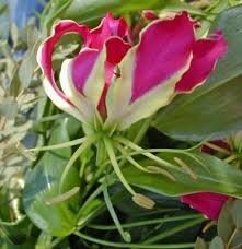 Image result for Gloriosa superba