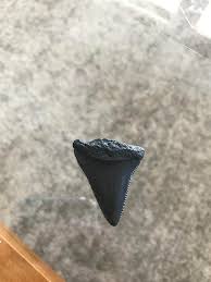 Best beaches to find shark teeth in north carolina. My Gf Found This On The Beach At Holden Beach North Carolina Any Idea What Kind Of Shark Tooth This Could Be Fossilid