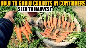 Baby carrots are usually ready to harvest 50 to 60 days from the planting date. How To Grow Carrots At Home Seed To Harvest Youtube