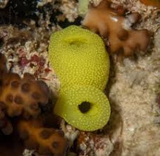 Burleigh Heads Check List · iNaturalist NZ