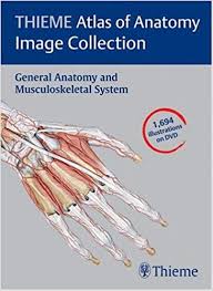 Find great deals on ebay for atlas of anatomy thieme. Thieme Atlas Of Anatomy Image Collection General Anatomy And Musculoskeletal System Thieme Atlas Of Anatomy Series 9781588904898 Medicine Health Science Books Amazon Com