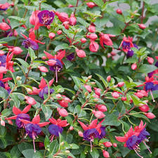These plants are easy to grow and long lasting. Fuchsia Hanging Basket 6969100020p Flower Power