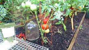 85 daysmost of the beefsteak tomato varieties require a growing season of at least 85 days to harvest. How To Grow Large Beefsteak Tomatoes Squirrels Birds Blossom End Rot Nitrogen 5of6 Youtube