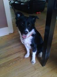 Check spelling or type a new query. Animal Rescue Michigan Border Collie Rescue Arm Bcr Home Facebook