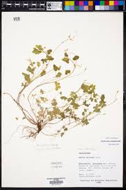 Image result for Oxalis anthelmintica