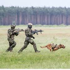 Oh Wow In Action C Beautiful Perros Militares Perros De Servicio Perro Policia