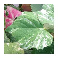 Image result for Vitis vinifera