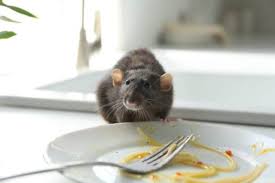 See how easily a rat can wriggle up your toilet | national geographic. How To Avoid A Rat Invasion During A Pandemic Rodent Prevention