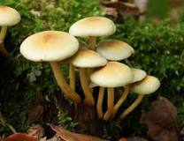 How can I tell if a mushroom is poisonous?