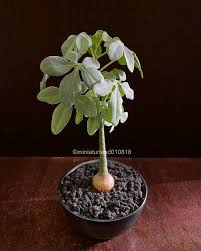 Image result for Adenia glauca