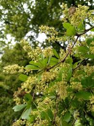 Image result for Terminalia mollis
