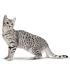 History of EGYPTIAN MAU - The Traditional Cat Association ...