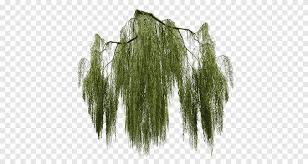 Find clues for willow trees often coppiced to produce branches for basketwork (6)/728112 or most any crossword answer or clues for crossword answers. Willow Png Images Pngegg