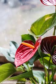 Ace Of Hearts Anthurium Plant Care Guide Anthurium Plant Plant Care Anthurium