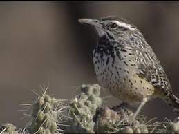 Of course, the weight of skin varies depending on its owner, with skinnier people 's skin weighing less than their heavier brethren. Cactus Wren Identification All About Birds Cornell Lab Of Ornithology
