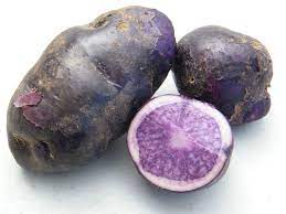 Blue Russian Potato Makaria Farm