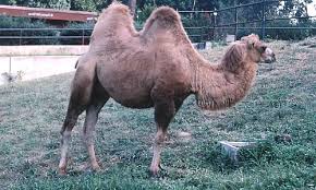 Camels have broad, flat, leathery pads with two toes on each foot. Bactrain Camel Pictures Facts Information