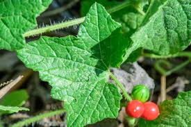 Image result for Cucumis maderaspatanus