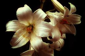 7 flores hermosas y mortales. Azucenas Azucena Plantas Lirios