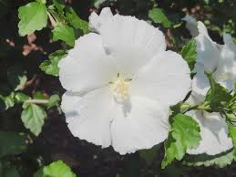 Hibiscus syriacus 'Diana' (Rose of Sharon)