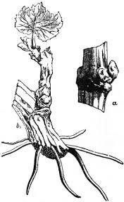 Image result for Pavetta radicans