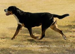 Greater swiss mountain dog puppies maryland. Phatti