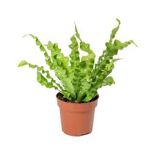Birds Nest Fern Safe For Cats Asplenium Nidus Crispy Wave Air Purifying Pleated Bird S Nest Fern Hortology Bird Nest Fern Air Cleaning Plants Plants