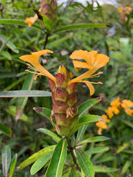 Image result for Barleria lancifolia