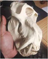 Mandrill Skull Model Realistic Baboon Resin Crafts Skull Replica for Wenwan  Decoration Home Ornaments : Amazon.co.uk: Home & Kitchen