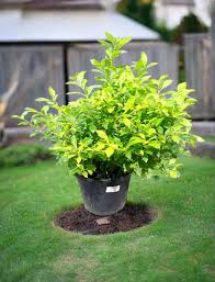 Image result for Duranta erecta