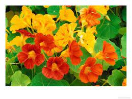 Nasturtiums Nasturtium Plants Beautiful Flowers