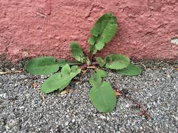 Image result for Sonchus oleraceus