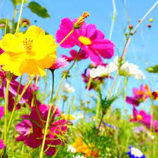 Corolle con cinque petali sono raccolte in infiorescenze floreali su steli lunghi lisci. Cosa Si Intende Per Fiori Di Campo