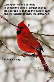 Pin By Anuradha Srivastava On Animal Planet Cardinal Birds Beautiful Birds Red Birds