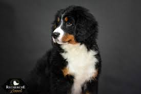 Bernese mountain dogs have been my perfect dream dog ever since i bought my first dog etain. Bernese Mountain Dog And Bernedoodle Puppies Recherche