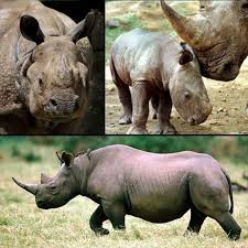 Top 10 Endangered Animals Top 10 Endangered Animals Endangered Animals Animals
