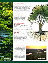 Trees And Water Photosynthesis Water Tree