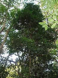 Image result for Syzygium komatiense