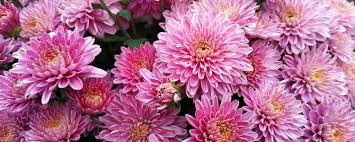 They've done it and you are so proud of them. November Birth Flower More Chrysanthemum Proflowers