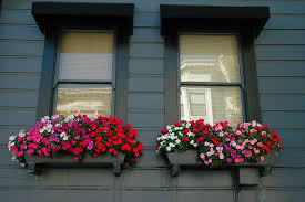 This window box planter provides your plants with a healthy environment. The 10 Best Flowers For Window Boxes